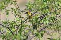 Scott's Oriole FtDavisAug08 180